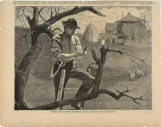 Spring Farm Work—Grafting