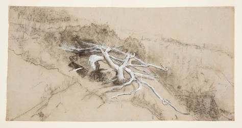 Tree Roots on a Hillside, Prout