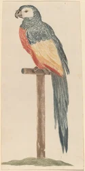 Parrot, 1680s-1690s