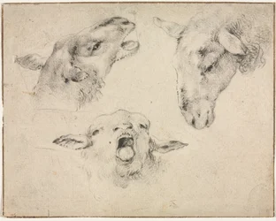 Sheep Heads