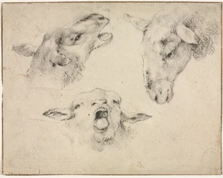 Sheep Heads