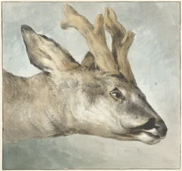 Head of a Roebuck