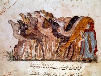 A group of camels and camel, caravan in the desert. Page of 