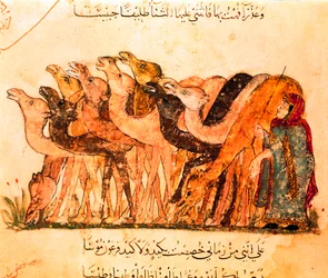 A Group of Camels and the Camel Shepherd, from 