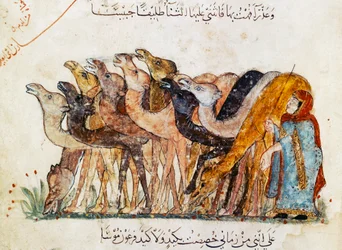 Herd of Camels, from 