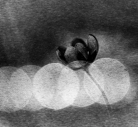 Elegant Dark Bloom