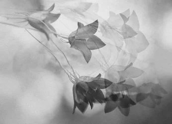 Ethereal Bellflower Dream