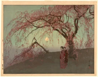 Kumoi Cherry Trees