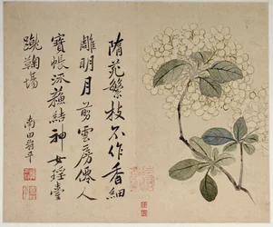 Hydrangeas, from an album of ten leaves