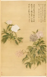 Peonies