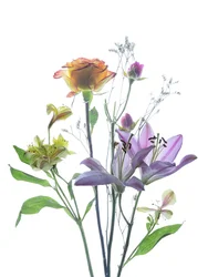 Translucent Floral Beauty
