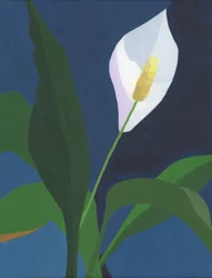 Elegant Peace Lily Bloom