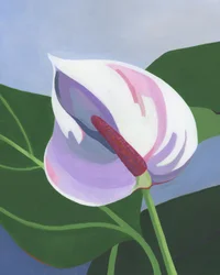 Elegant White Anthurium
