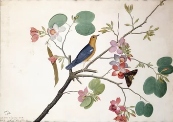 Orange-headed Ground Thrush, 1778