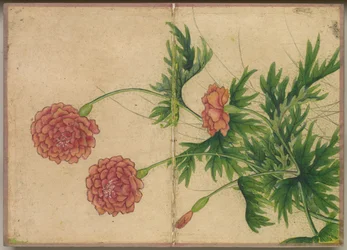 Desk Album: Flower and Bird Paintings Peony