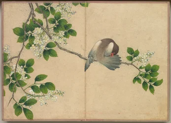 Desk Album: Flower and Bird Paintings Preening Bird, 18th Century