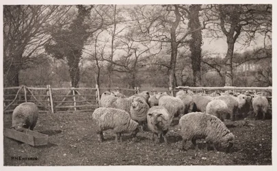 An Autumn Pastoral