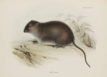 Bush or Brown-footed Rat, Australia