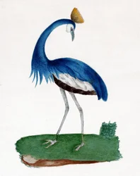 Crested Heron