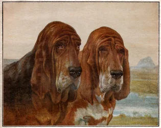 Dogs of Saint Hubert or Bloodhound