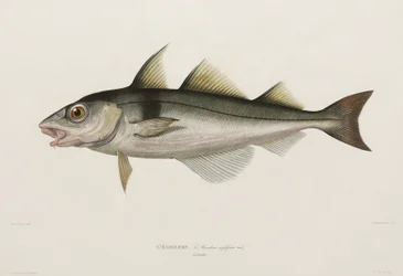 Haddock, Iceland, early 19th century