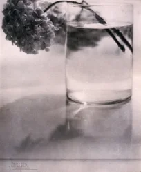 Hydrangea