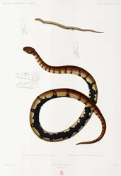 Lizard and Hooded Snake, Algeria