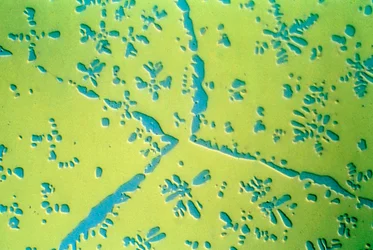 Copper Zinc Binary Alloy