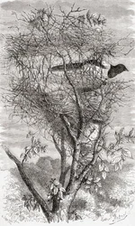 Nest of the Eurasian magpie or common magpie (Pica pica)