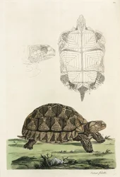 Spurred tortoise