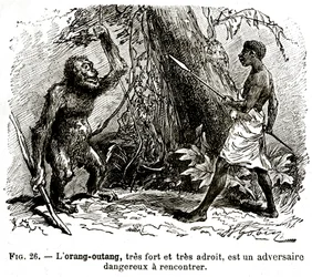 The Orangutan, Very Strong and Very Adroit, is a Dangerous Opponent to Meet