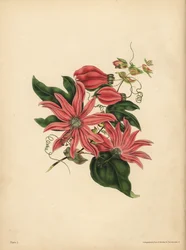 The racemose Passionflower, Passiflora racemosa, Religious superstition