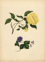 The sweet-scented China Rose, Rosa chinensis, Infidelity; The blue Hepatica, Hepatica nobilis, Confidence