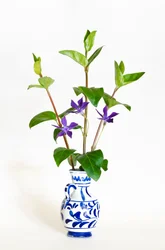 Three Stalks of Greater Periwinkle (Vinca Major) Flowering in Vase