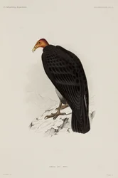 Turkey Vulture, Chile