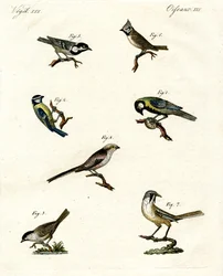 Different Kinds of Tits