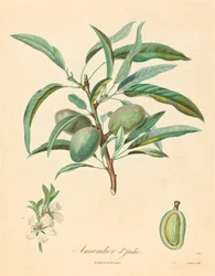 Italian Almond Tree