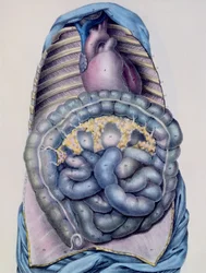 Anatomy of the large intestine, from Manuel d