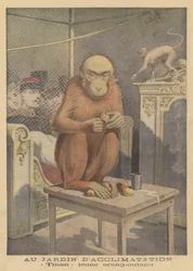 Tinan, a Young Orangutan on Display at the Jardin d