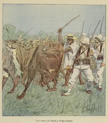 A Cattle Raid in Diego-Suarez