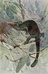 African Chameleon
