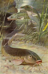 Electric Catfish, Bichir, Trunkfish