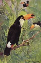 Giant Toucan