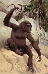 Gorilla