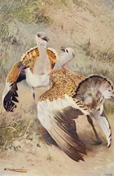 Great Bustard
