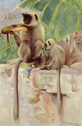 Hanuman Monkey