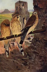 Kestrel