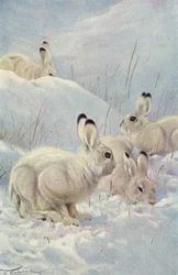 Mountain Hare