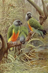 Senegal Parrot