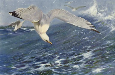 Silver Gull